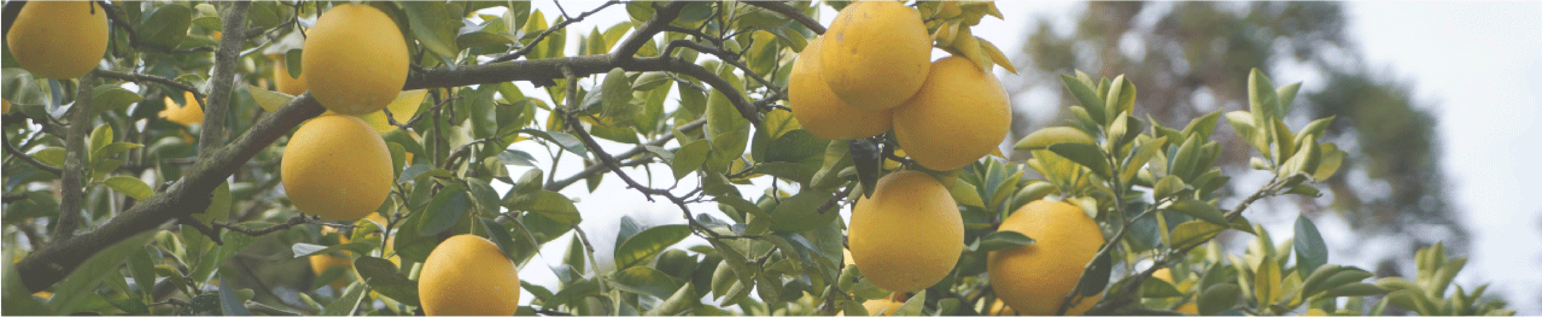 松本果樹園の柑橘類
